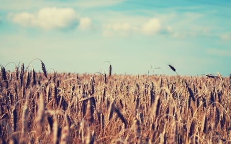 Wheat - food, field, nature, Wheat