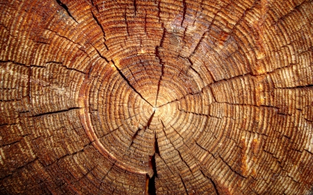 Wood - trunk, Wood, tree, log