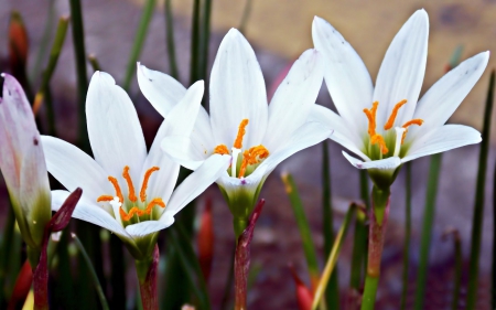 Flower - leaf, flower, nature, stem