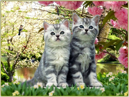 cute cats...... - nature, cats, river, cute, spring