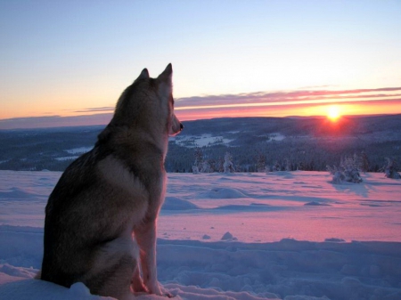 Sunset wild - winter, sunset, wolf, evening, anow