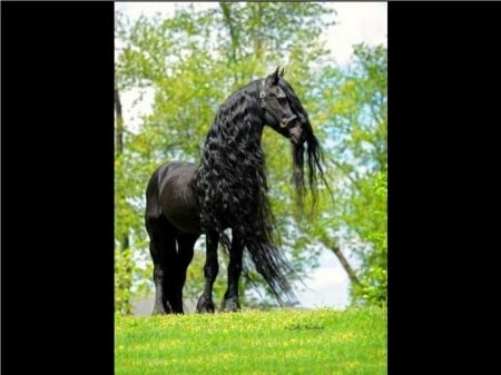 BLACK - black, trees, grass, stallion, horse