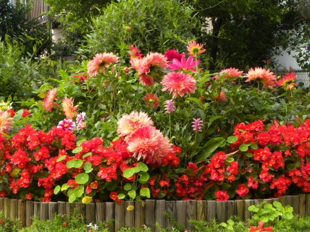 Garden flowers - pretty, summer, beautiful, bushes, lovely, fence, freshness, flowers, nature, garden, yard, nice, park