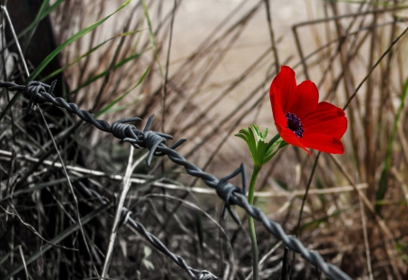 Freedom to the beauty - nature, flowers, flower, red