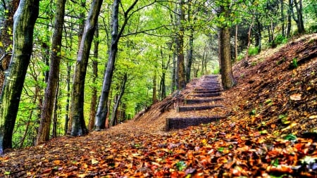 Autumn - trees, forest, leaves, fall, nature, autumn, autumn splendor, autumn leaves, woods