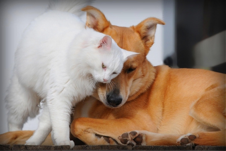 Friends - sleeping, beauty, cat face, hat, animals, sleepy, paws, face, pretty, cute, cat, kitty, lovely, kitten, cats, beautiful, sweet