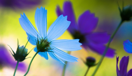 Beautiful colors - flowers, nature, blue, amazing