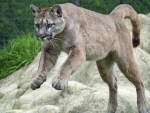 *** Puma - wild cat ***