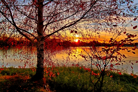 RIVER SUNSET - nature, yaroslavl, trees, sunsets, birch, kotorosl, russian river, twigs