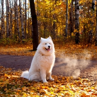 AUTUMN WAIT