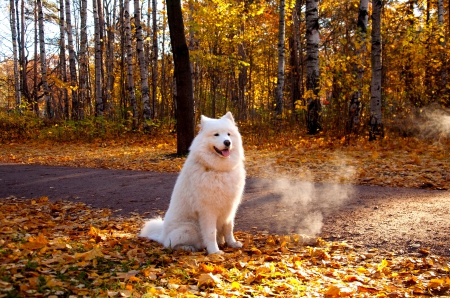 AUTUMN WAIT - nature, autumn, russia, parks, animals, dogs, saint petersburg