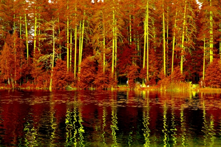 AUTUMN LAKE - Trees, Saint Petersburg, Nature, autumn, Russia, Lake, Forests