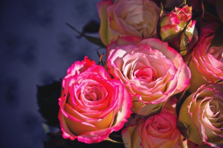 PINK ROSES - pink, Flowers, Closeup, Roses