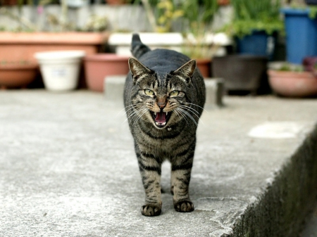 Cat - sleepy, cute, beautiful, cat, sleeping, kitty, cats, hat, cat face, paws, face, animals, pretty, beauty, sweet, kitten, lovely