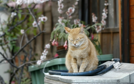 Cat - sleepy, cute, beautiful, cat, sleeping, kitty, cats, hat, cat face, paws, face, animals, pretty, beauty, sweet, kitten, lovely