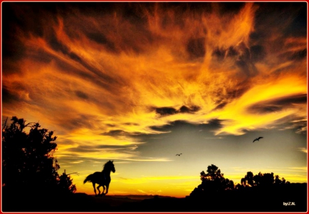 horse of freedom - nature, sky, freedom, horse, cluds