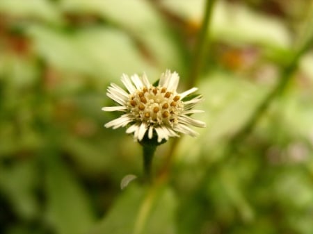 Blooming up ... - Macro, Flower, greenary, wallpaper