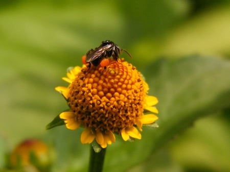 Suking up... - nature, thirsty, warm, suking