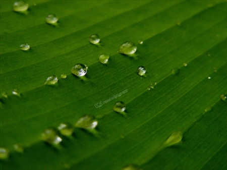 Morning dew. - nature, water, droplet, dew