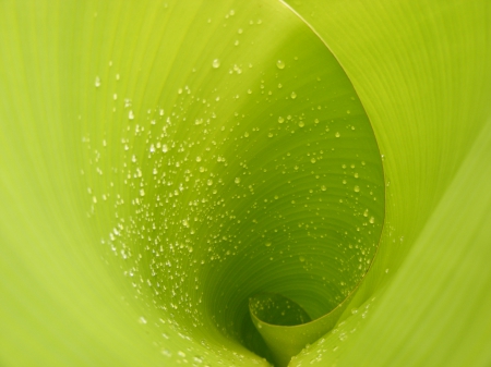 When water droplet accompanies the leaf. - grass, water, nature, cool