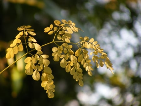 Autum leaf.. - nature, green, autum, yellow leaf