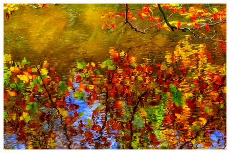 November - pretty, reflection, leaves, golden, nice, falling, branches, beautiful, mirrored, colors, lovely, tree, fall, glow, colorful, nature, november, autumn, foliage, shine