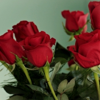 For Dear Friend Jule