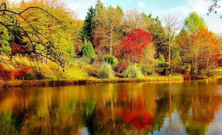 November - pretty, reflection, leaves, golden, nice, falling, branches, beautiful, mirrored, colors, lovely, tree, fall, glow, colorful, nature, november, autumn, foliage, shine