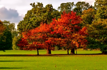 November - pretty, reflection, leaves, golden, nice, falling, branches, beautiful, mirrored, colors, lovely, tree, fall, glow, colorful, nature, november, autumn, foliage, shine