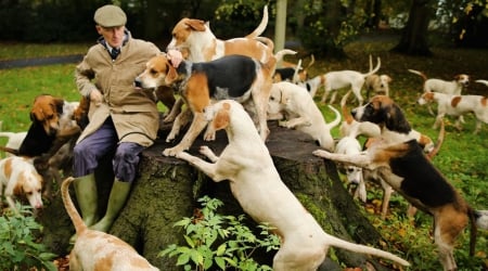 Who Let The Dogs Out? - who let the dogs out, hunting dogs, dogs, that dog will hunt, pack of dogs