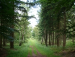 Path between trees