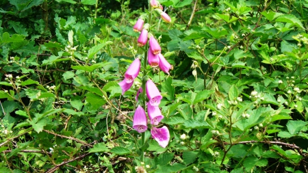 Beauty in Pink - nature, flowers, forest, pink