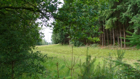 Open View - nature, view, forest, trees