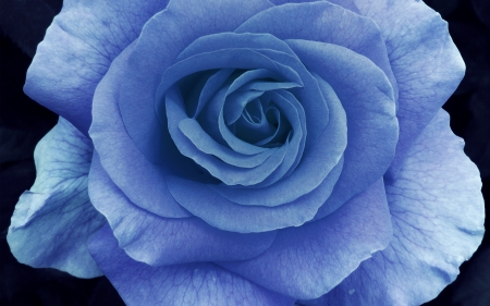 Blue rose - black, rose, flower, blue