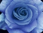 Blue rose