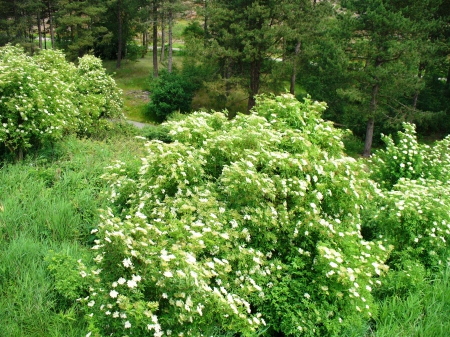 View from the Lookout Tower - nature, view, forest, flowers, tower