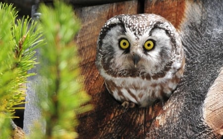 Horned owl - bird, cute, yellow, eyes, hornes owl, green