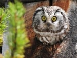 Horned owl