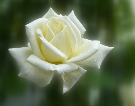 Delicate White Rose! - white, flowers, rose, delicate