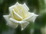 Delicate White Rose!