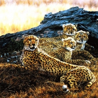 Family Cheetah