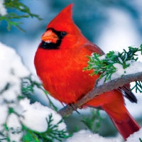 Winter cardinal