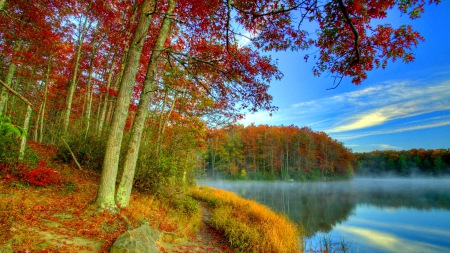 Foggy lake near the forest