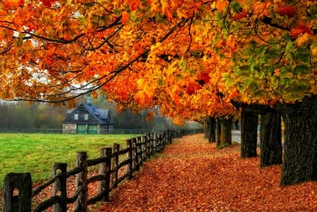 Autumn - fall, nature, autumn, autumn splendor, autumn leaves