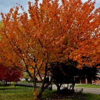 Golden Autumn