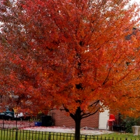 Scenic Fall View