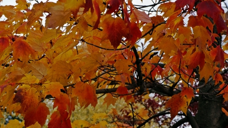 Colorful Fall - autumn colors, colorful autumn, colorful fall, fall colors, beautiful fall