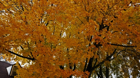 Golden Nature - golden trees, golden flal, golden autumn, golden nature