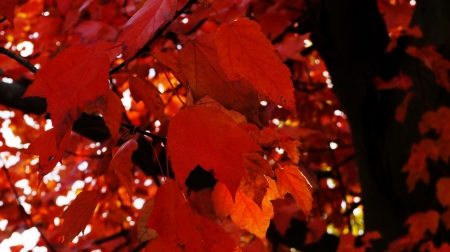 Crimson Fall - crimson, red leaves, red tree, Crimson Fall, crimson autumn