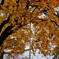 Beautiful Autumn Tree